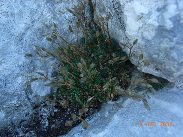 Monte Miletto2 - Draba ssp.